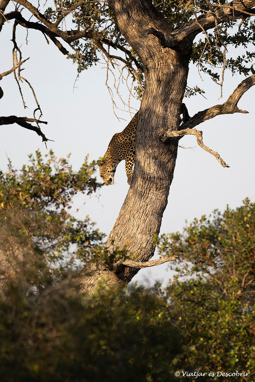 un lleopard baixant d'un arbre i mostrant la seva gran agilitat per escalar