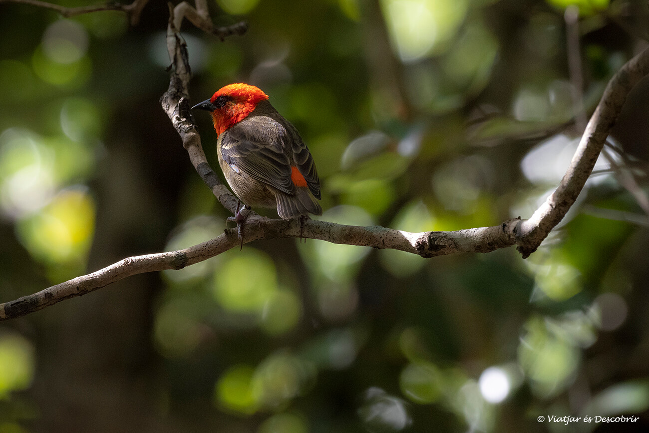 un Mauritius Fody, un dels ocells endèmics que es poden observar durant un viatge a l'illa maurici
