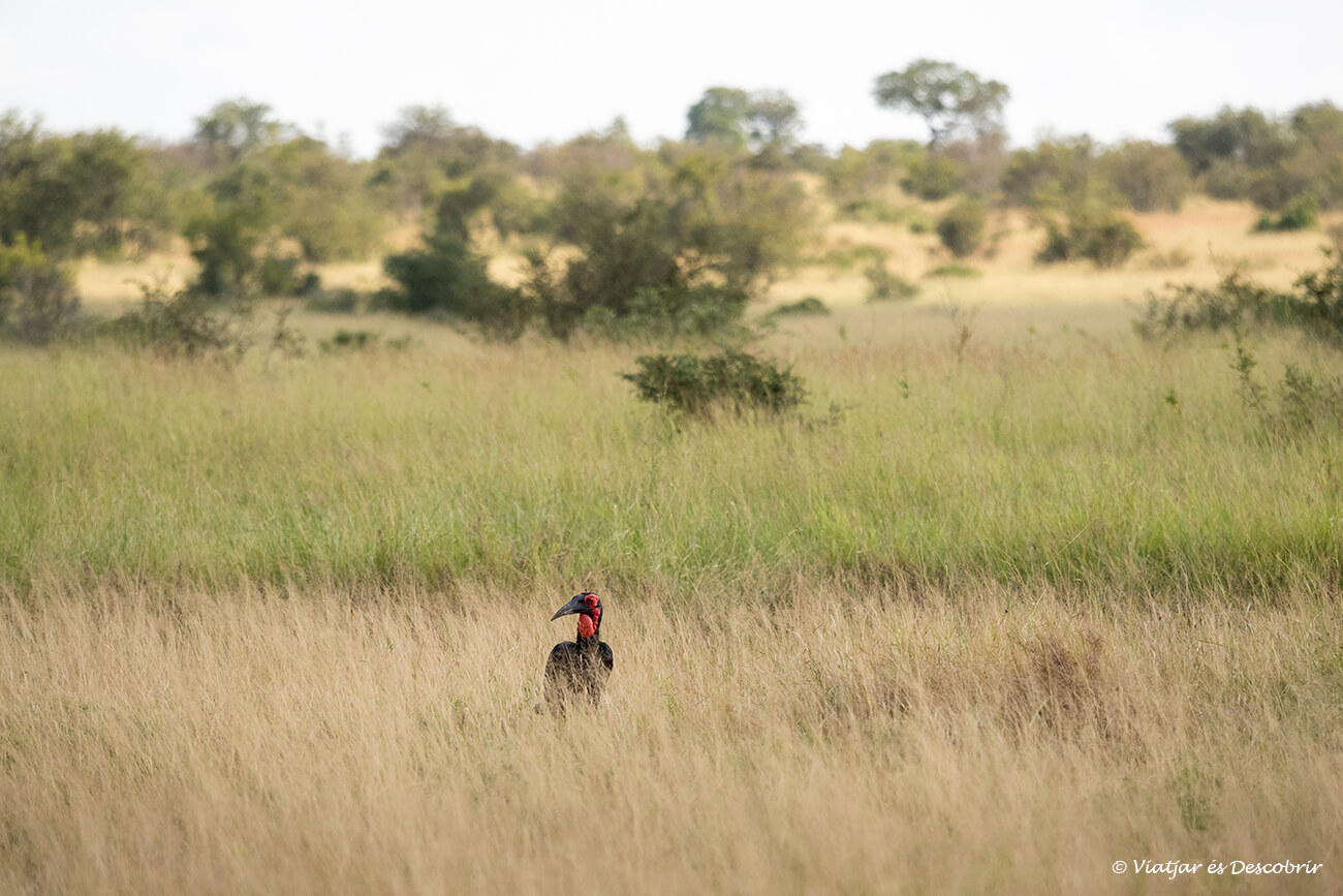 al parc nacional Kruger també hi ha una gran varietat d'ocells