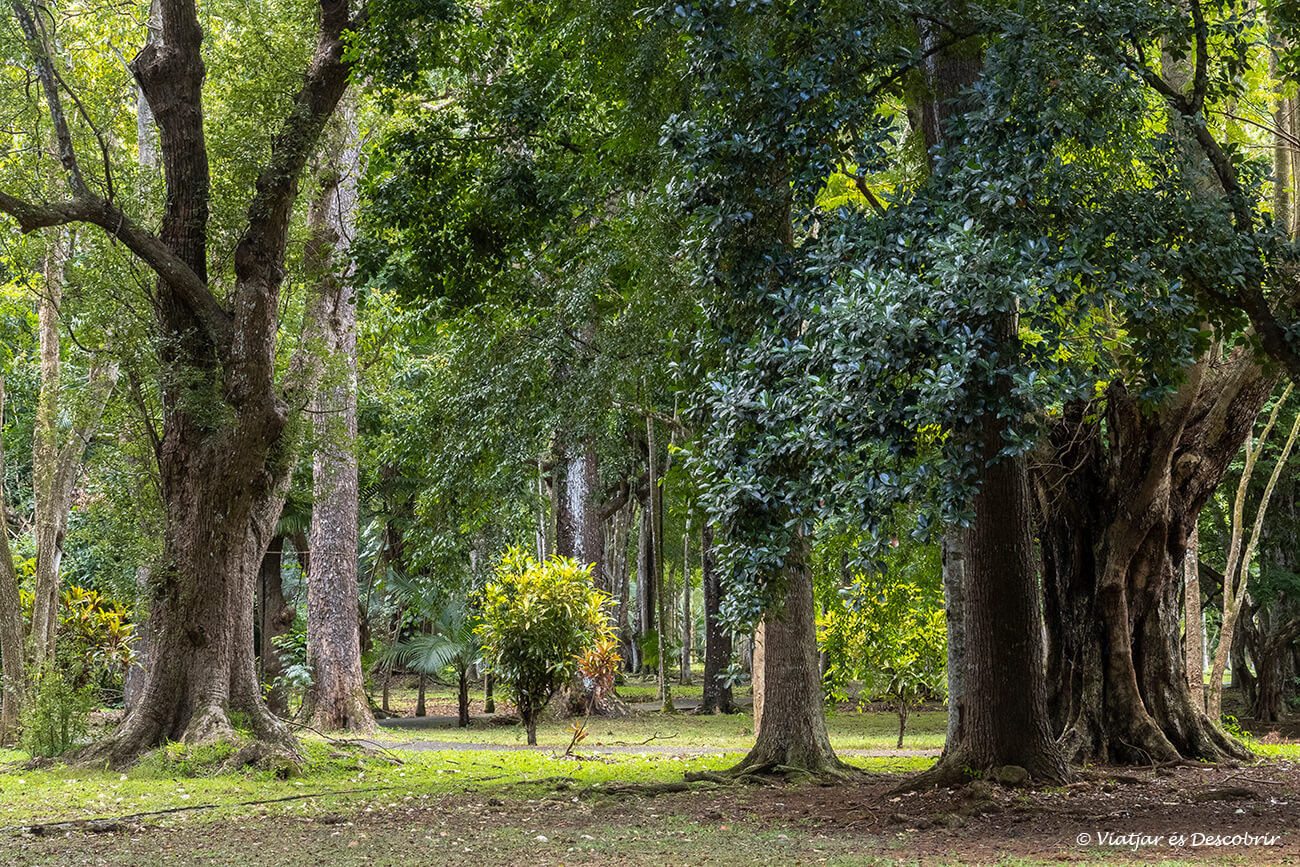 arbres grans i petits al jardí botànic de Pamplemousses a Maurici