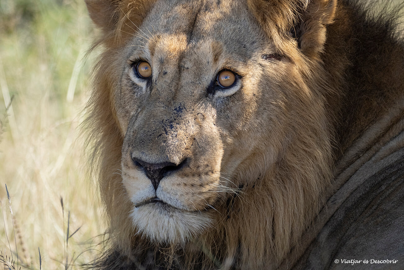 primer pla d'un lleó salvatge mascle fotografiar durant un safari al parc nacional Kruger