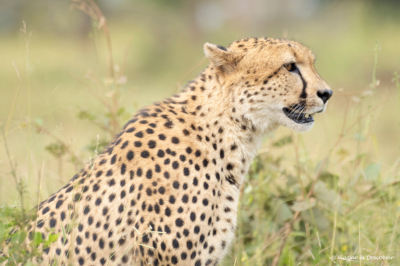 primer pla d'un guepard observat durant un safari pel Parc Kruger a la zona del campament i entrada de Cocodrile Bridge, és el mamífer terrestre més ràpid
