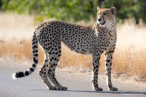 Read more about the article Safari al Parc Nacional Kruger (preus, millors rutes i consells)