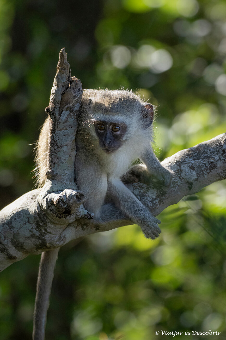 els micos són un dels animals més problemàtics al Kruger perquè s'han acostumat a robar menjar dels humans