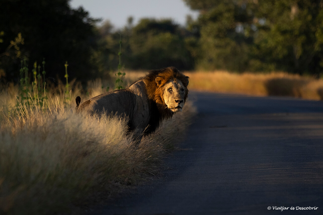 un majestuós lleó observant un vehicle durant un safari al parc nacional Kruger per lliure