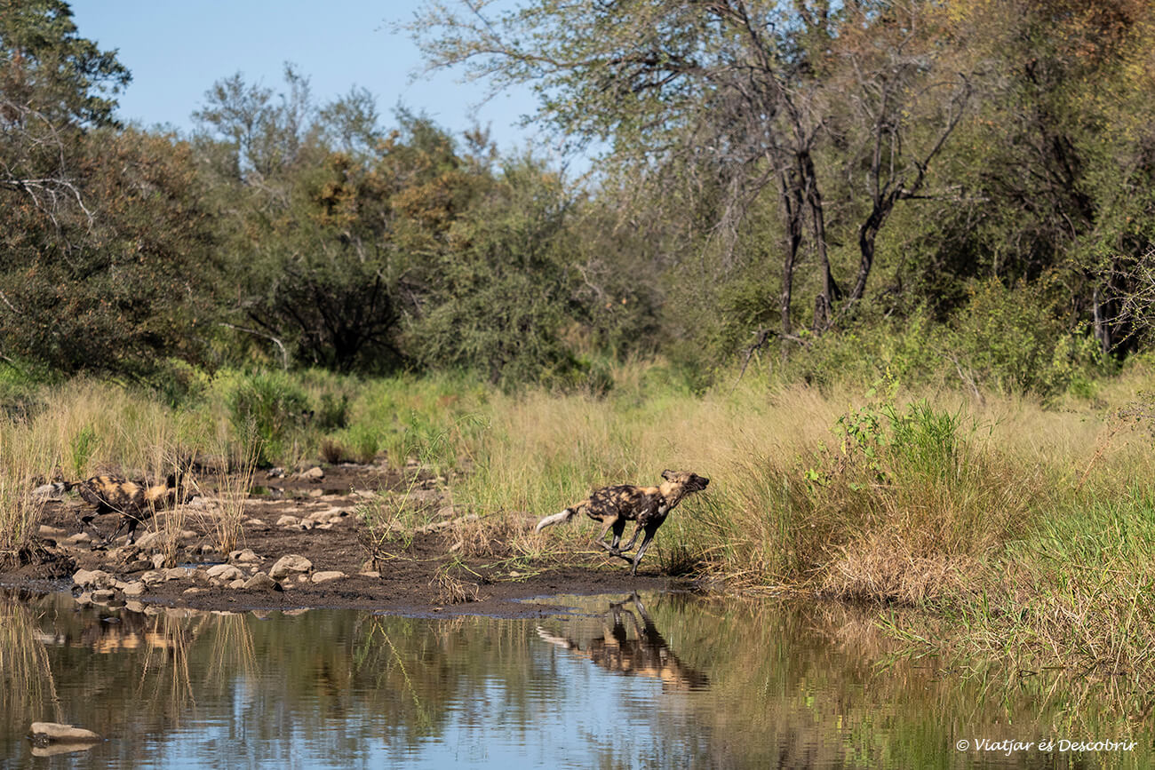 anar al parc nacional Kruger amb cotxe des de Johannesburg és una opció més lenta però també és més econòmica i permet fer safaris més llargs per tenir l'oportunitat de veure escenes úniques com aquest gos salvatge a una bassa a prop del Balule Camp