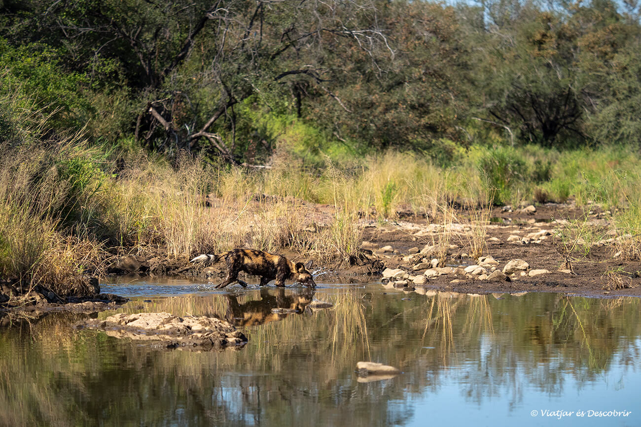 un gos salvatge africà bevent aigua i caminant al voltant d'una bassa a prop del campament de Balule