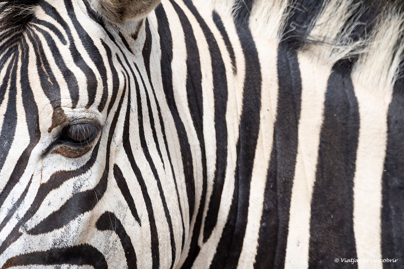 primer pla d'una zebra al parc nacional Kruger de sud-àfrica
