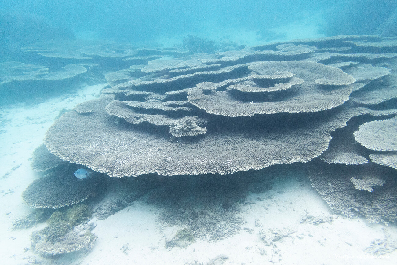 làmines de coralls al fons de la Mahebourg Lagoon, val molt la pena fer snorkel aquí durant un viatge a l'illa Maurici