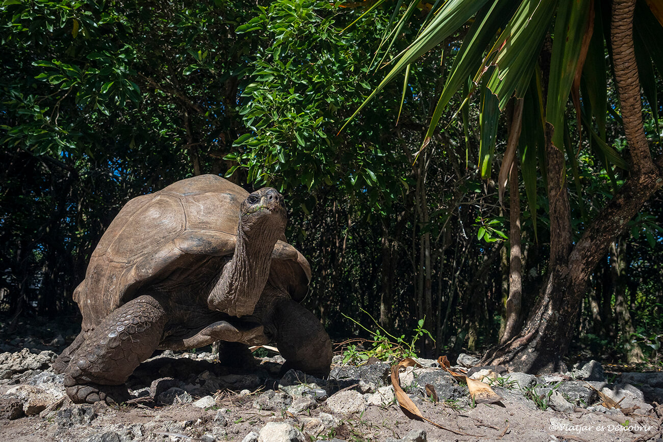 una tortuga gegant i salvatge a un illot de l'illa maurici
