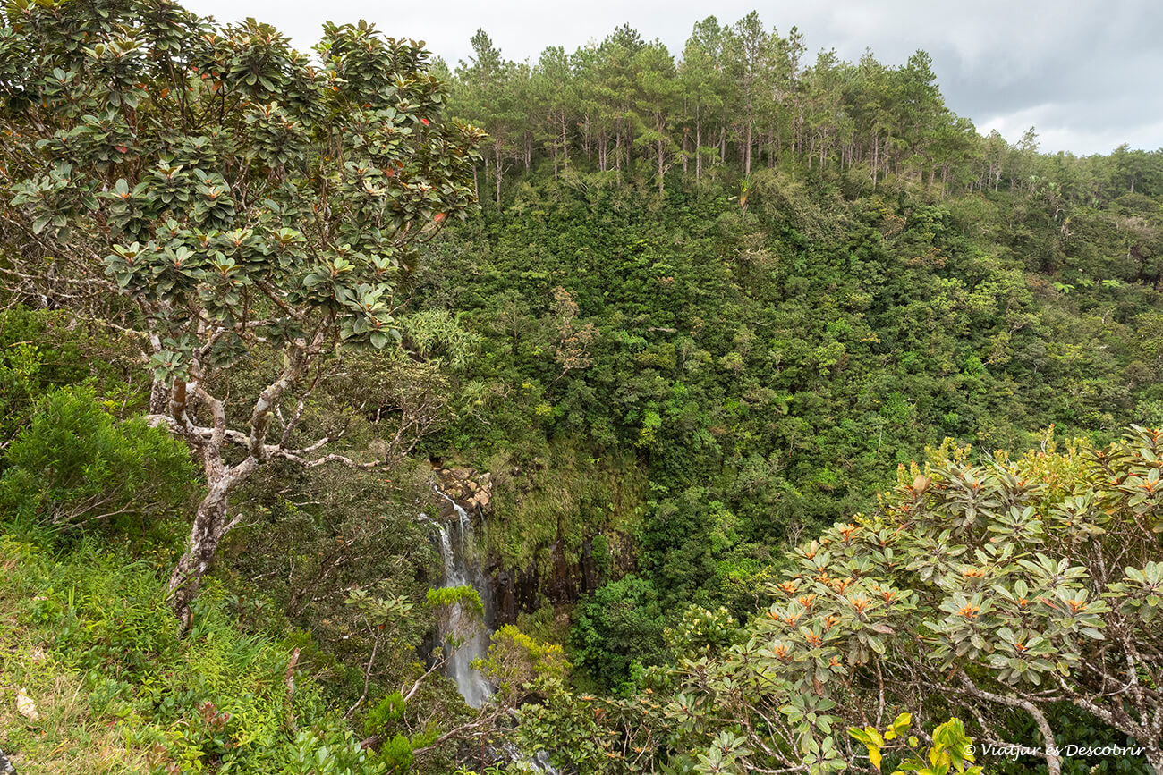 vista dels boscos i una de les cascades més accesibles de P.N. Black River Gorges