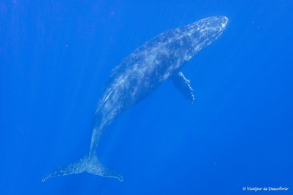 fotografia aquàtica d'una balena geperuda feta durant un viatge a l'Illa Reunió