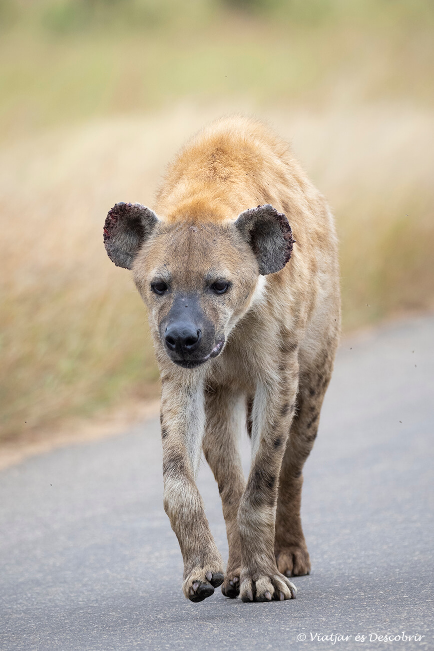 una hiena caminant per una de les pistes esfaltades del Parc Nacional Kruger