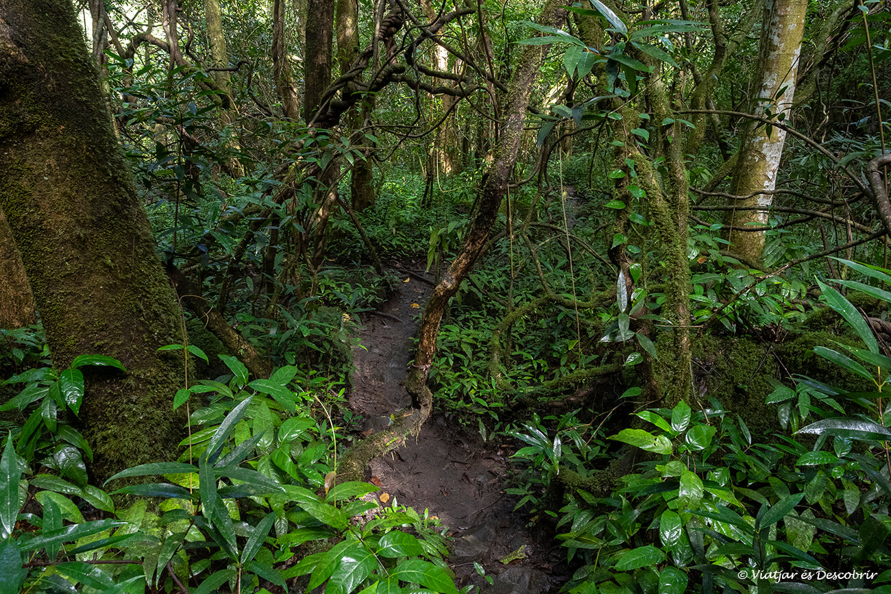 bosc primari i endèmic al sud de les cascades de Tamarin