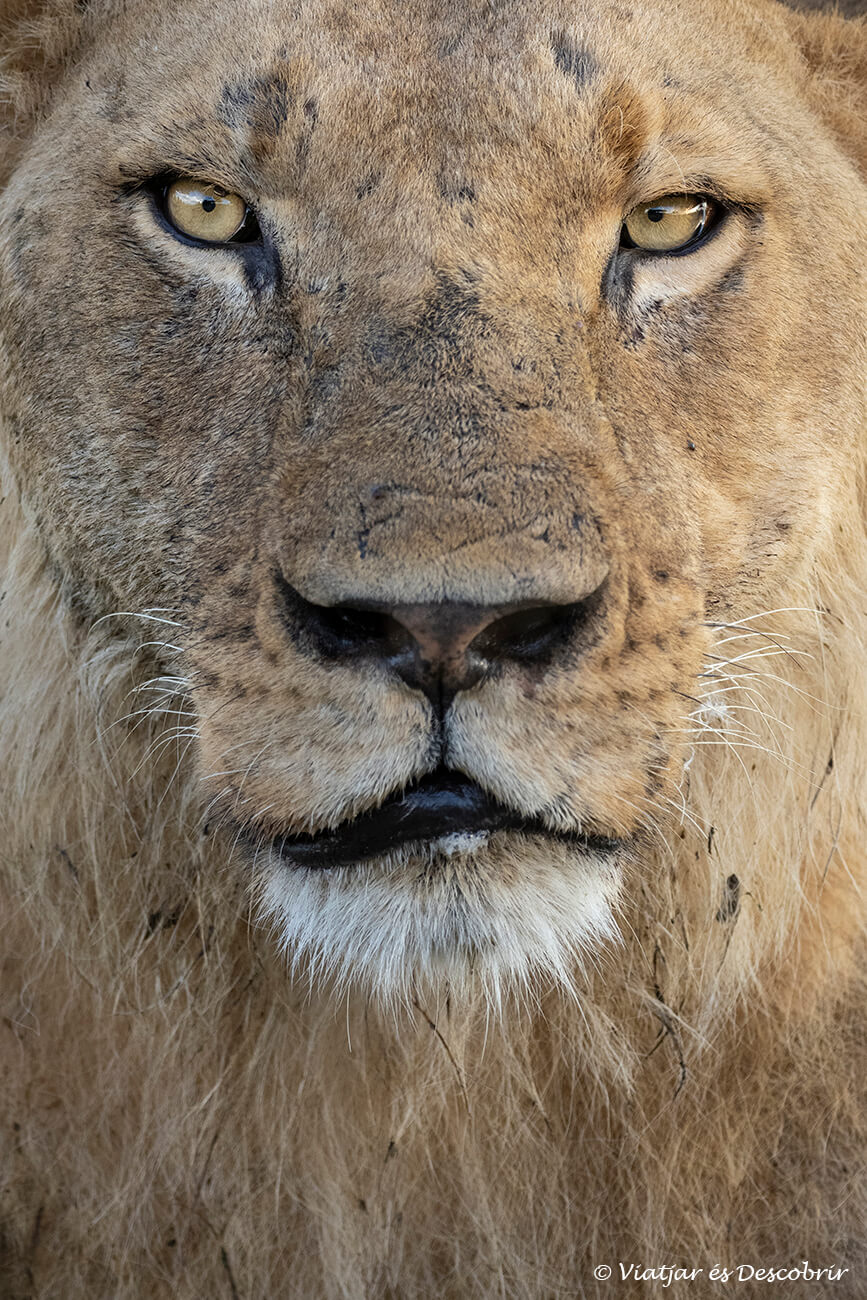 primer pla d'un mascle jove de lleó sense cap cicatriu