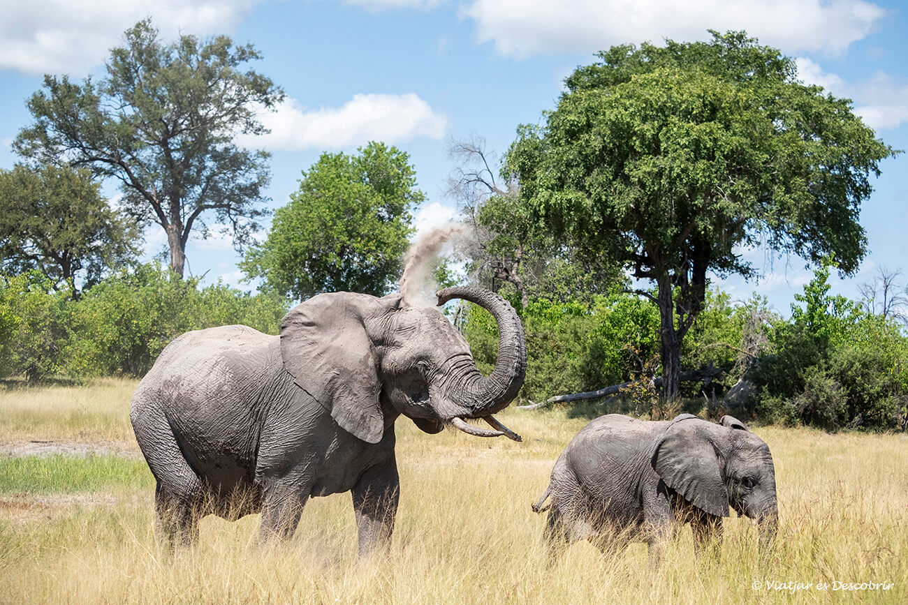 un elefant i la seva cria caminant durant un dia de molta calor a l'okavango
