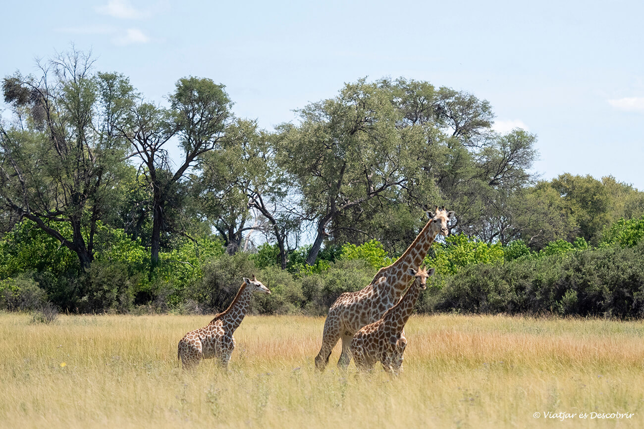 una girafa amb dues girafes petits caminant per l'okavango