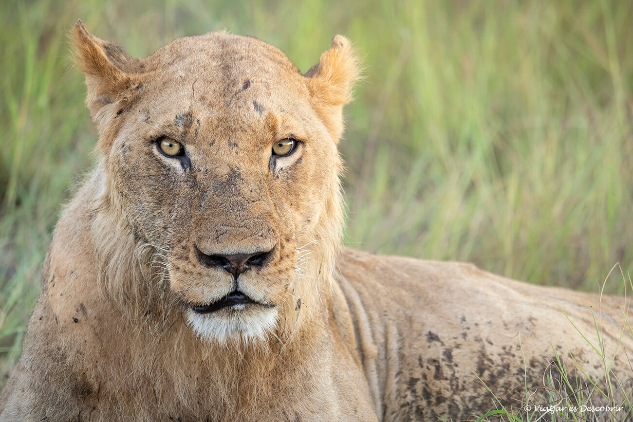 un lleo jove durant un safari al delta de l'okavango al final de l'època de pluja