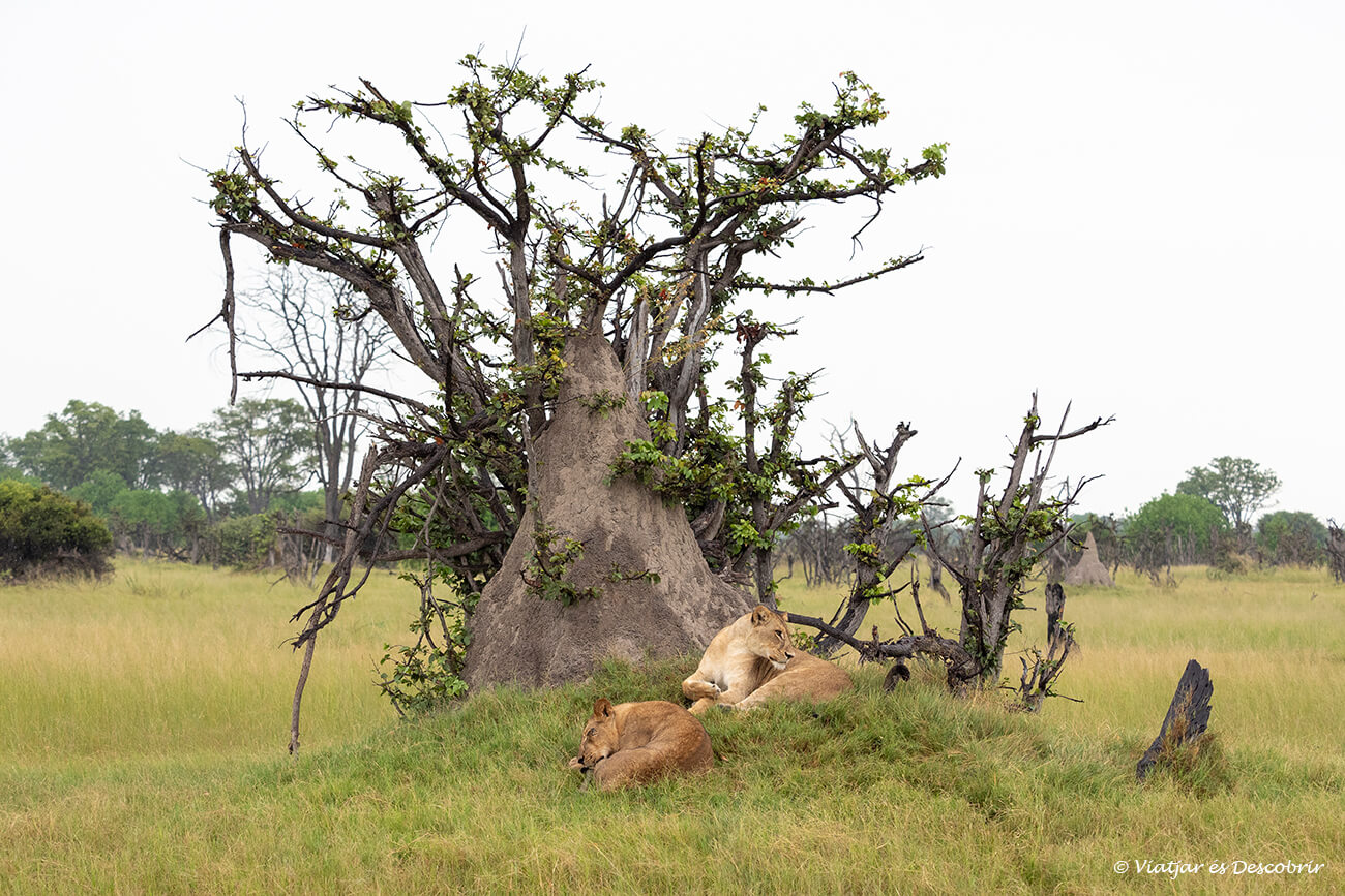 dos lleons dormint al costat d'un termite mount a l'okavango