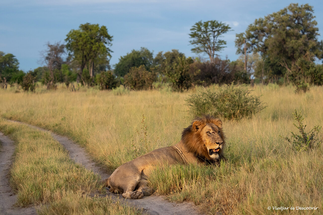 un lleó estirat a la pista per on passen els 4x4 durant els safaris al delta de l'okavango