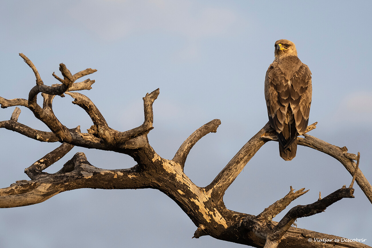 a part de poder veure grans mamífers també val molt la pena buscar ocells durant un safari a Kenya o Tanzània ja que hi ha una gran varietat