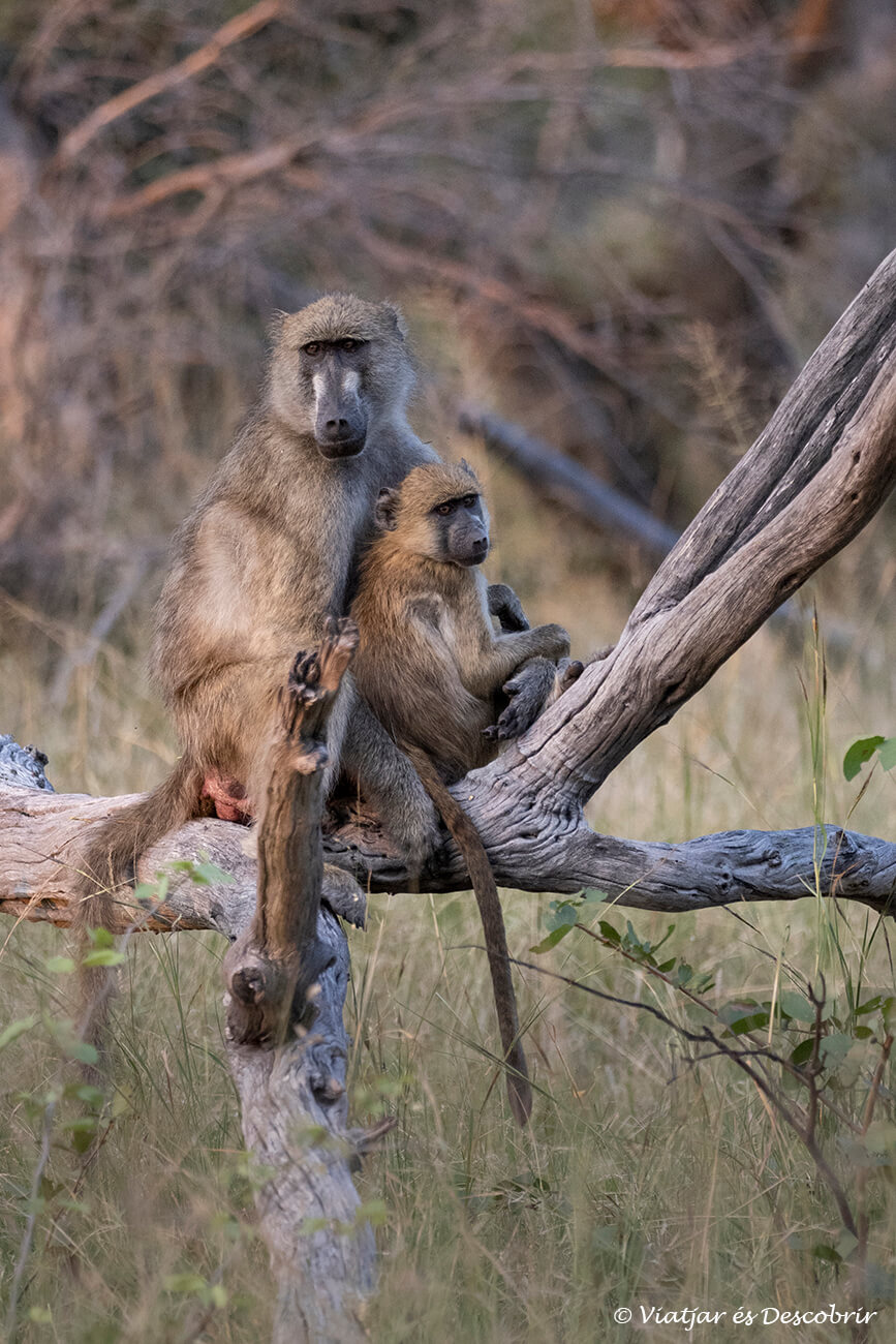 una parella de babuins descansant a un tronc del delta de l'okavango