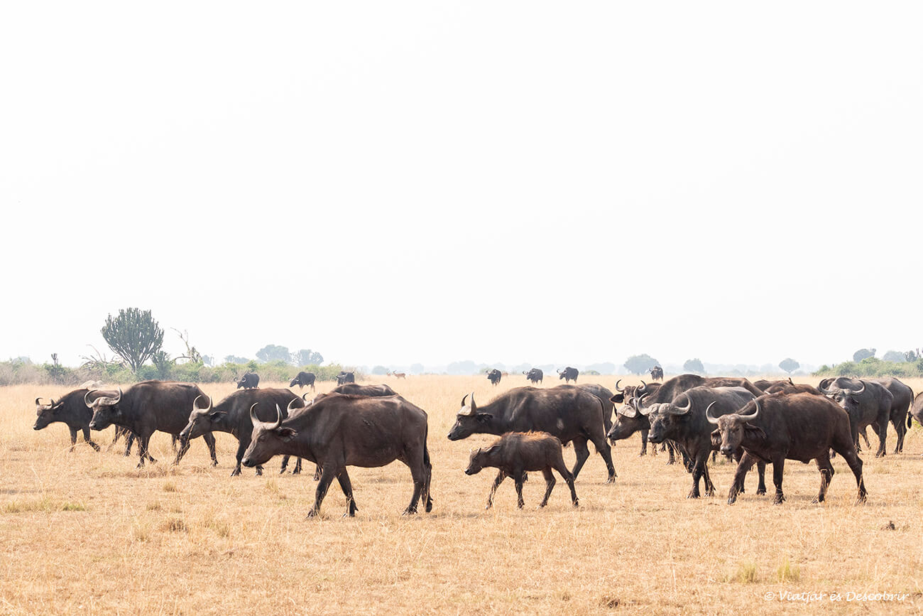 veure una gran manada de búfals al parc nacional queen elizabeth acostuma a ser un dels grans moments dels safaris per aquesta àrea de conservació