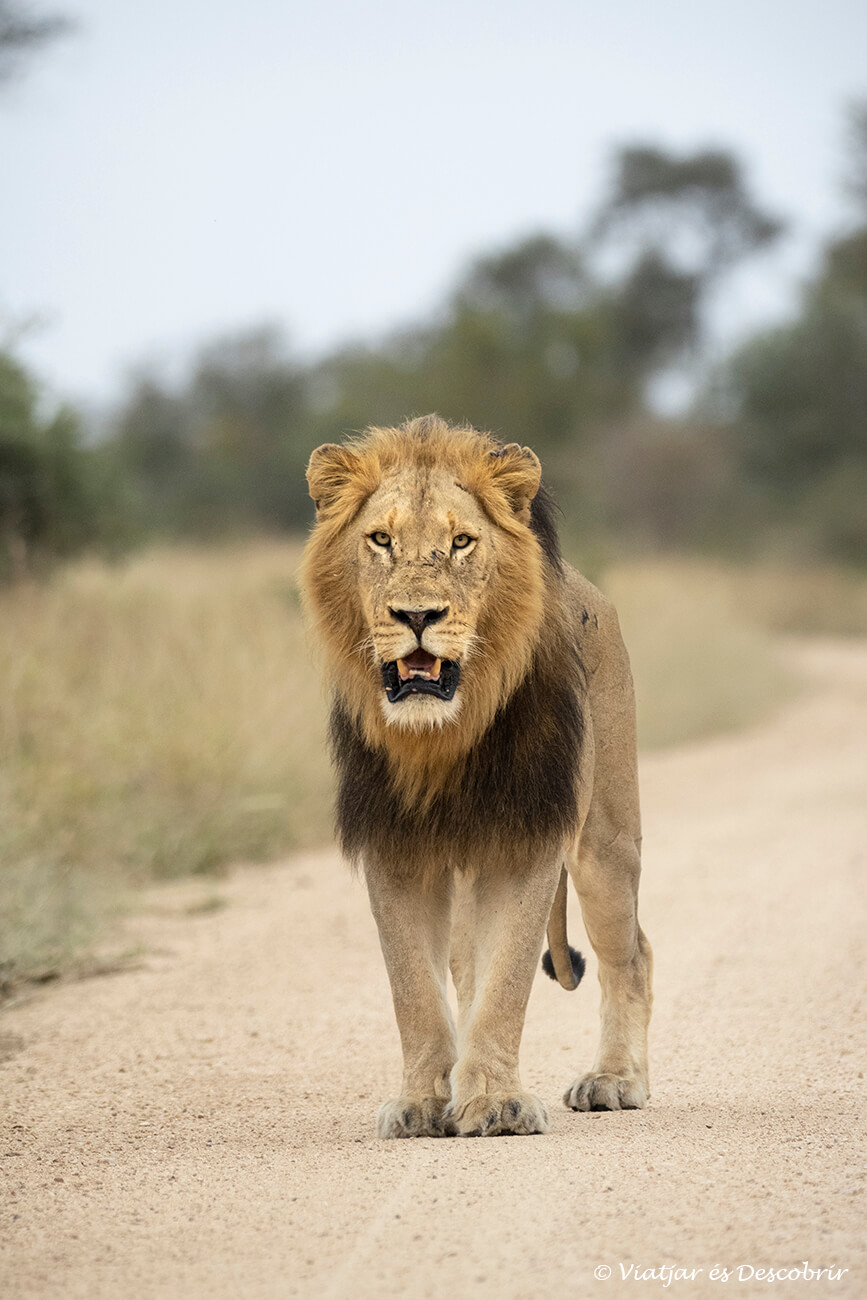 si es pensa en trobar un allotjament al parc nacional kruger per veure lleons la millor opció és el de Satara