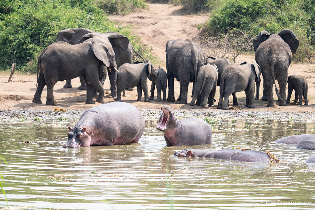 hipopòtams i elefants al parc nacional queen elizabeth a Uganda durant un recorregut amb barca pel canal de Kazinga