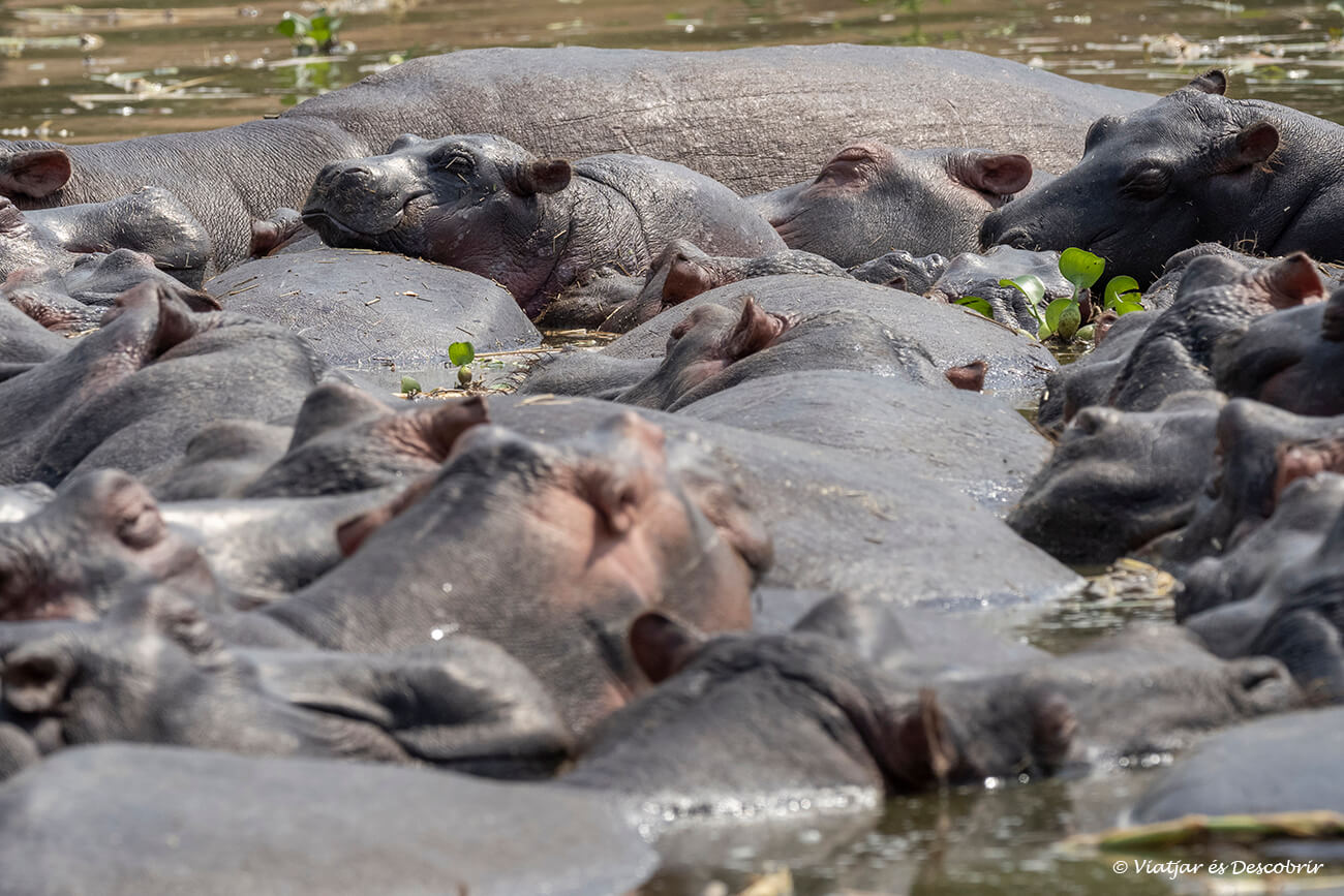 un grup d'hipopòtams dormint a un canal per protegir-se la pell del sol