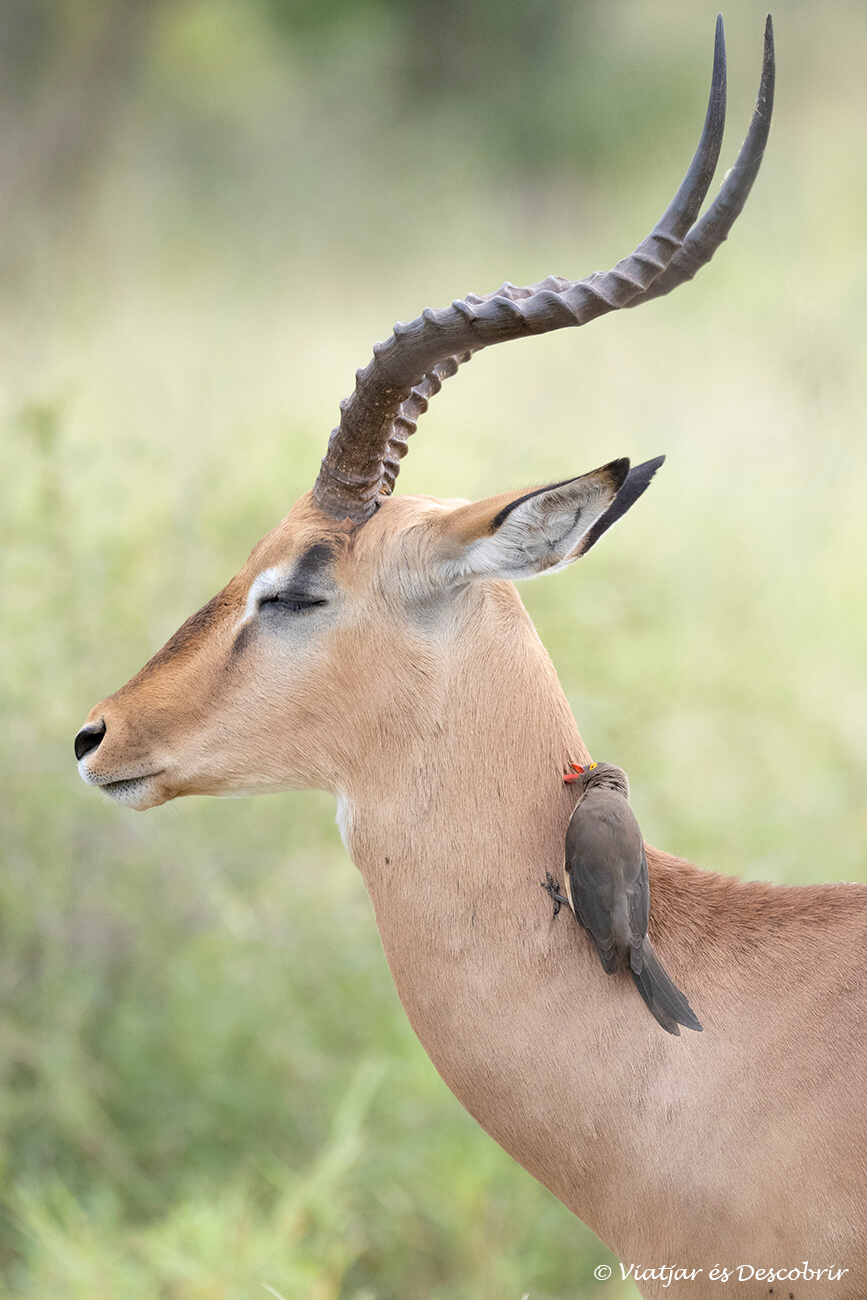 detalls d'un ocell netejant a un impala al parc nacional kruger durant un safari per lliure i escollint l'allotjament de Lower Sabie al sud del parc