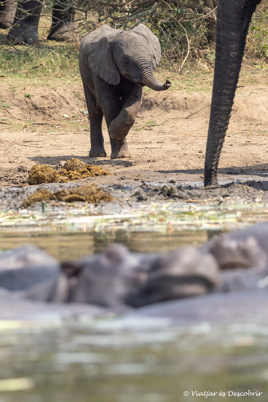 un petit elefant movent la trompa, a aquesta guia per visitar el parc nacional queen elizabeth hi trobaràs les millors zones on veure aquestes escenes