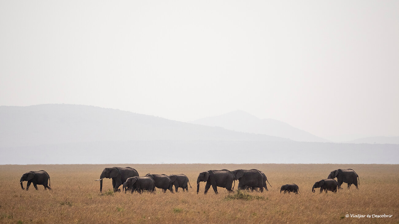 un grup d'elefants caminant per la infinita sabana del Masai Mara
