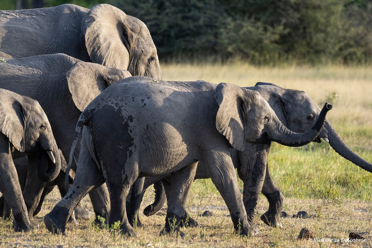 escena d'un safari al delta de l'okavango en què apareix un grup d'elefants caminant i il·luminats per la llum de la posta de sol