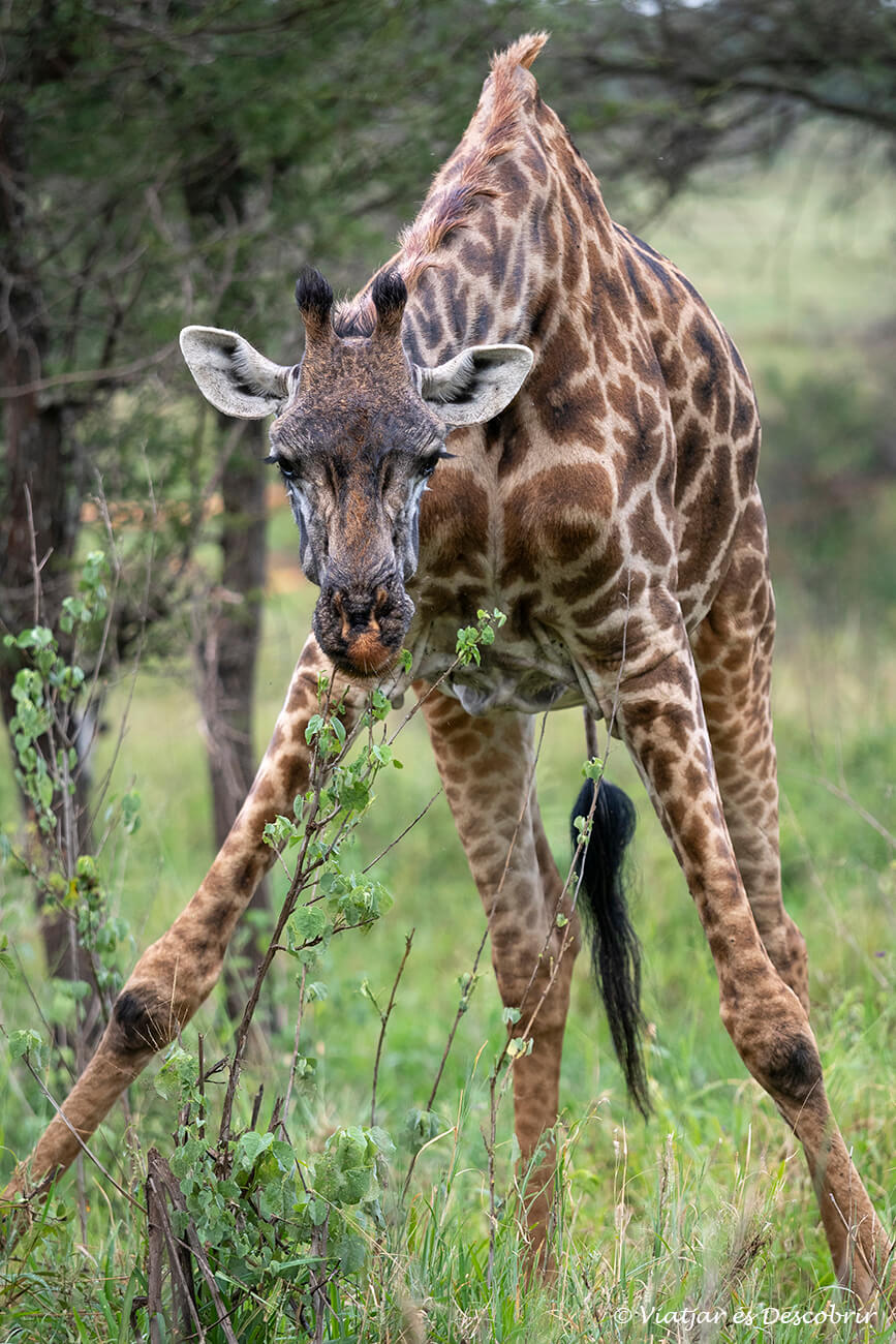 una girafa menjant a prop del càmping de Seronera al centre del Serengeti
