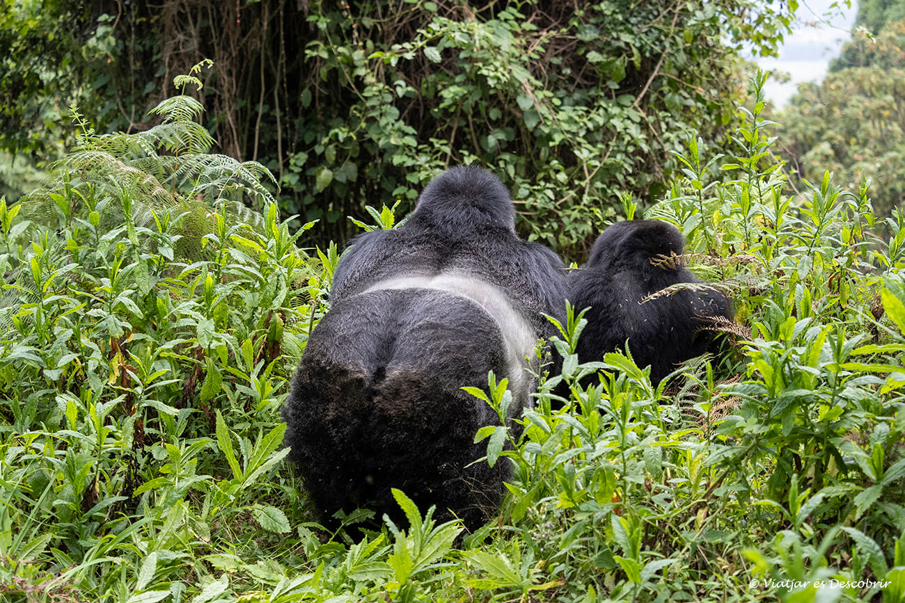 dos goril·les de muntanya d'esquena platejada a la selva ugandesa