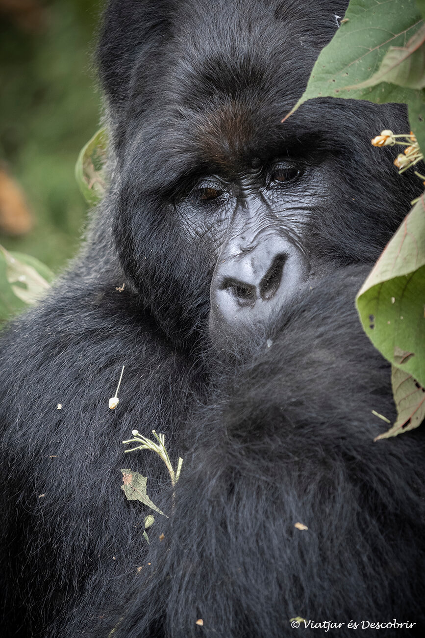 detalls d'un goril·la d'esquena platejada menjant fulles durant el trekking per veure goril·les a Uganda
