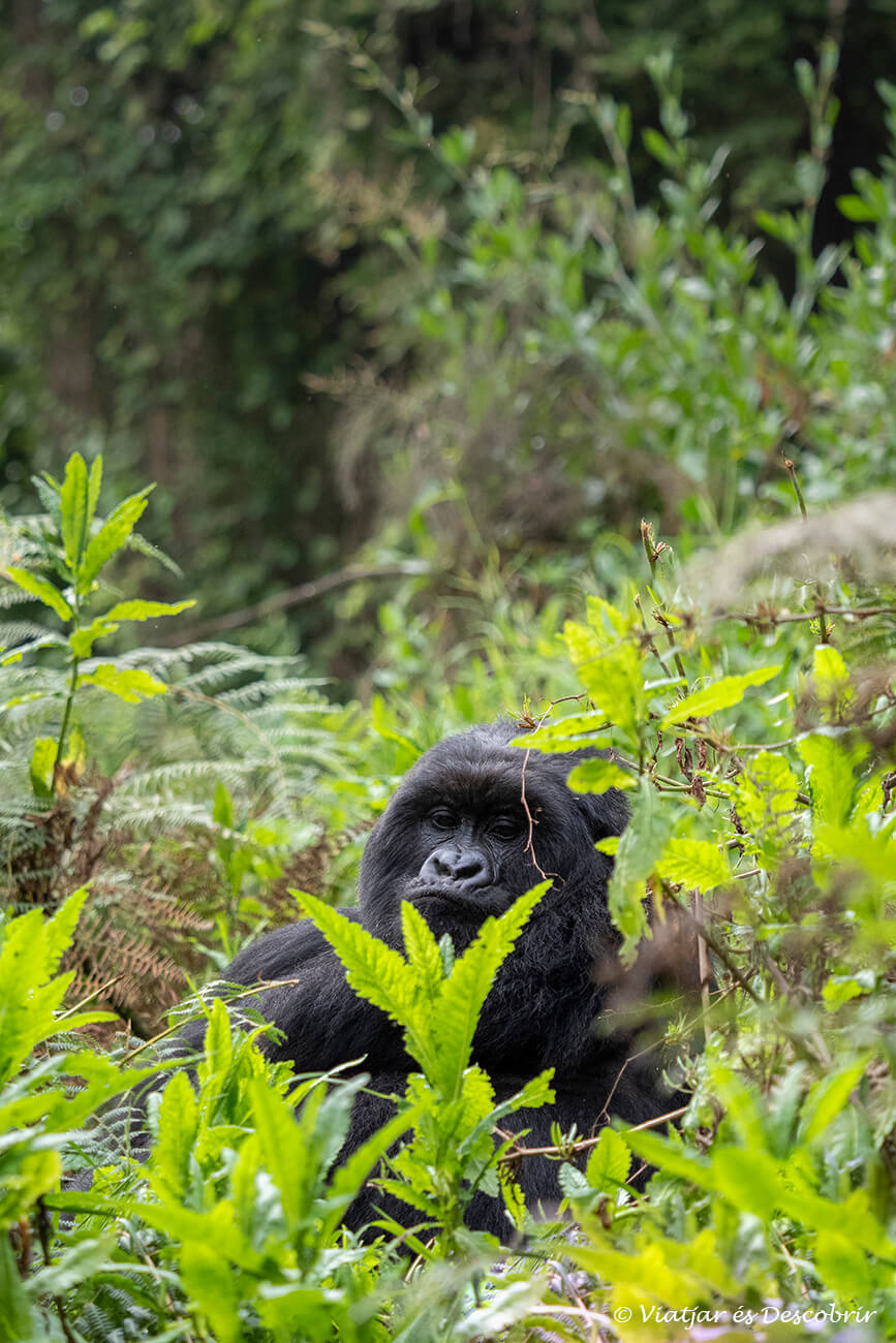 un goril·la de muntanya envoltat de la vegetació frondosa de la selva durant un trekking per fotografiar-los