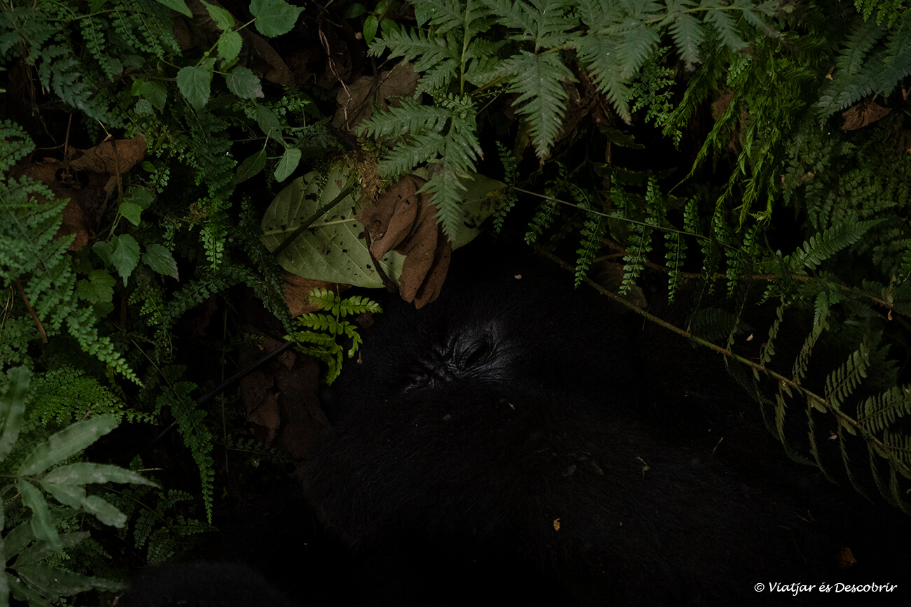un goril·la de muntanya estirat sobre un llit de vegetació a Uganda