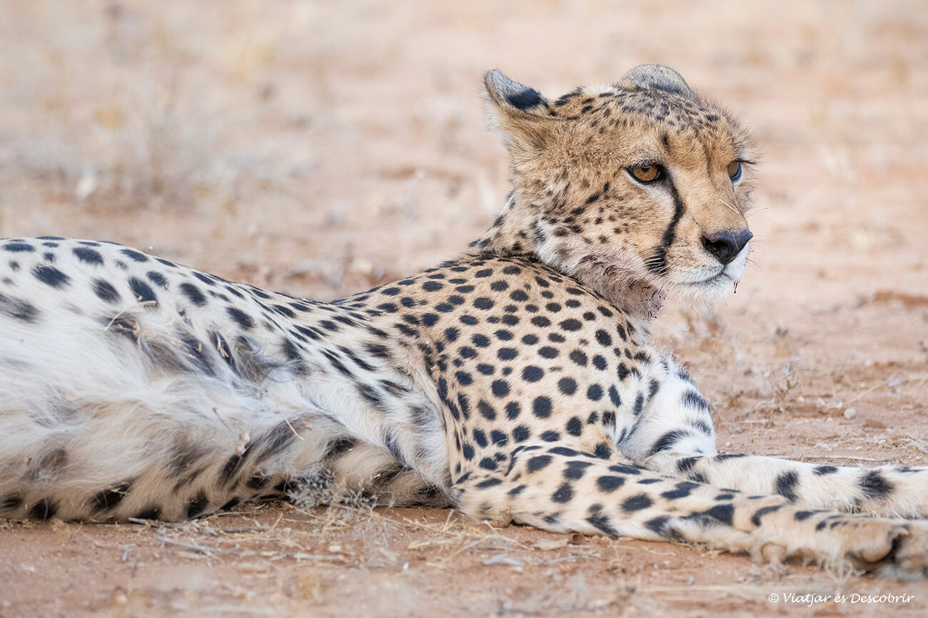 primer pla d'un guepard descansant a la sabana àrida del parc nacional samburu