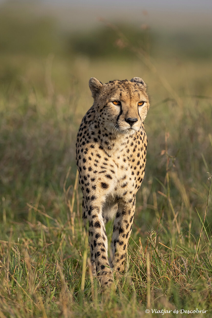 un guepard caminant al Masai Mara durant la sortida de sol