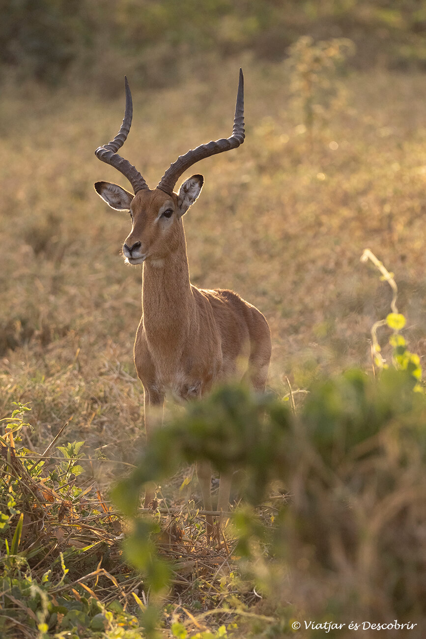 un impala durant la sortida de sol amb colors càlids al parc nacional del Llac Nakuru