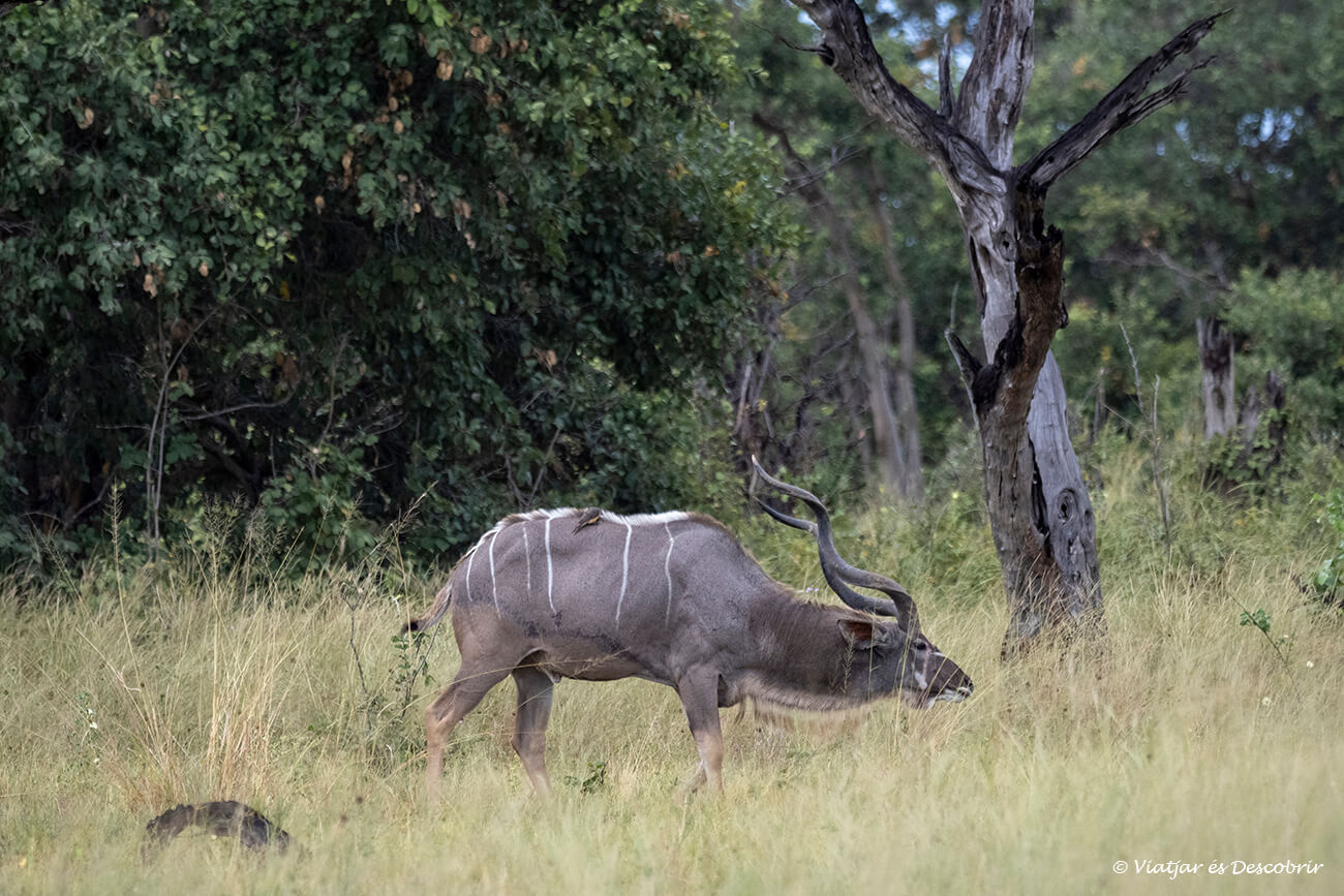 un kudu entre els arbustos observant a un safari al delta de l'okavango