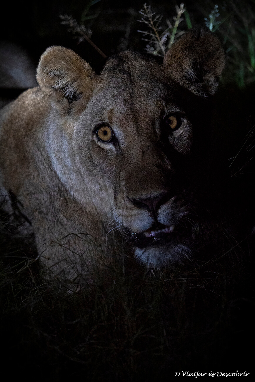 primer pla d'una lleona durant un safari al delta de l'okavango de nit