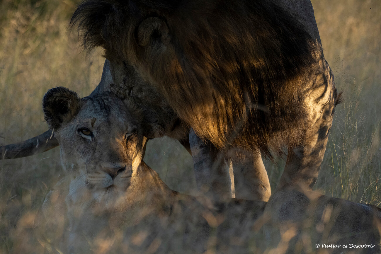 buscar un bon allotjament al Parc Nacional Kruger és bàsic per tenir l'oportunitat de veure lleons com en aquest safari