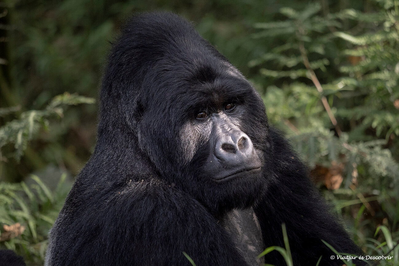 primer pla d'un mascle d'esquena platejada dins el bosc del parc nacional del goril·la Mgahinga a Uganda