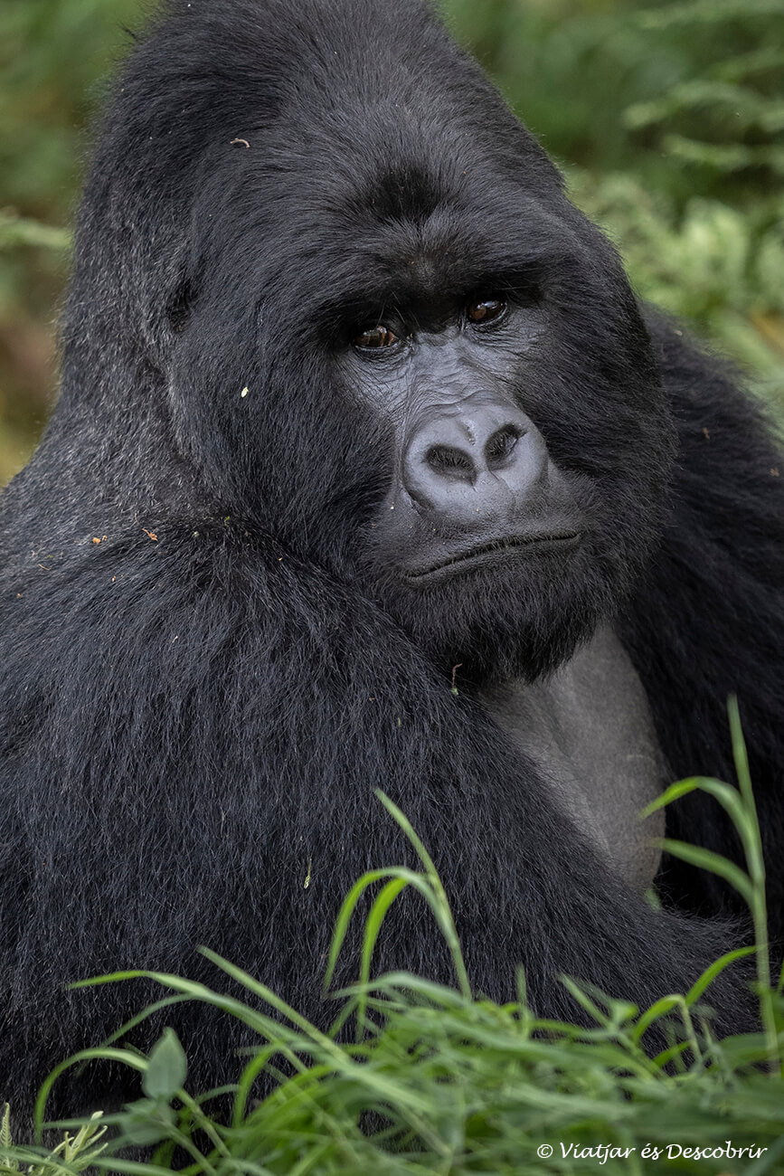 un goril·la observat i fotografiat durant l'hora que es pot passar amb una familia que ha estat prèviament habituada als humans