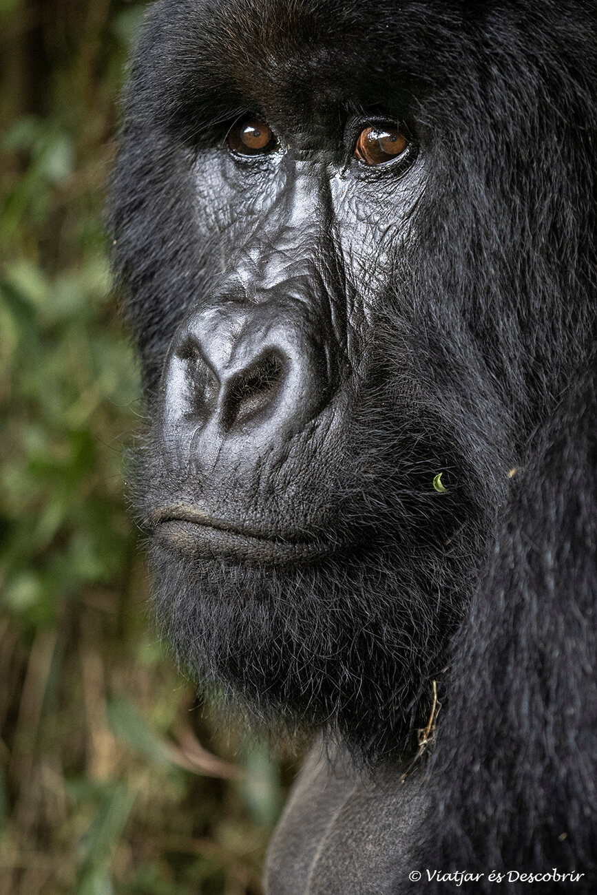 fotografiava detallada dels ulls i l'expressió facial al final de l'experiència de veure goril·les a Uganda, un moment únic del viatge pel país