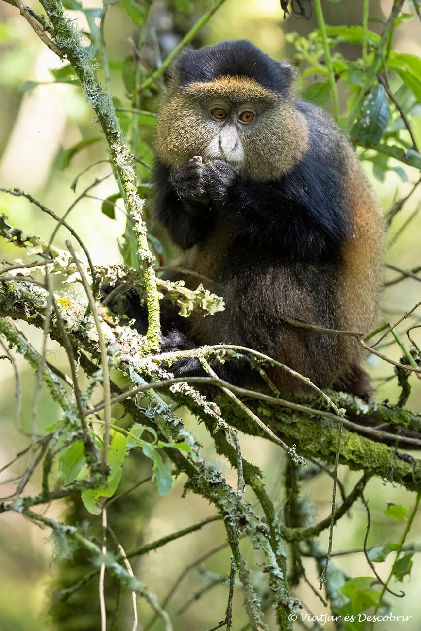 un endèmic cercopitec daurat menjant a un bambú a les muntanyes de Virunga