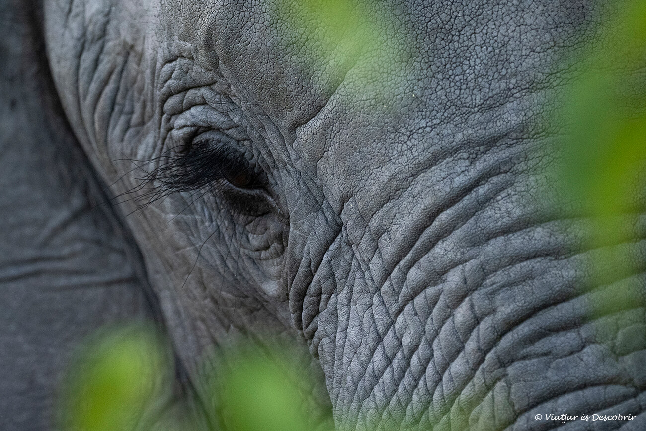 durant un safari al delta de l'okavango es poden veure molts elefants i de ben a prop i això permet fer fotografies creatives com aquest retrat amb els desenfocs de les fulles